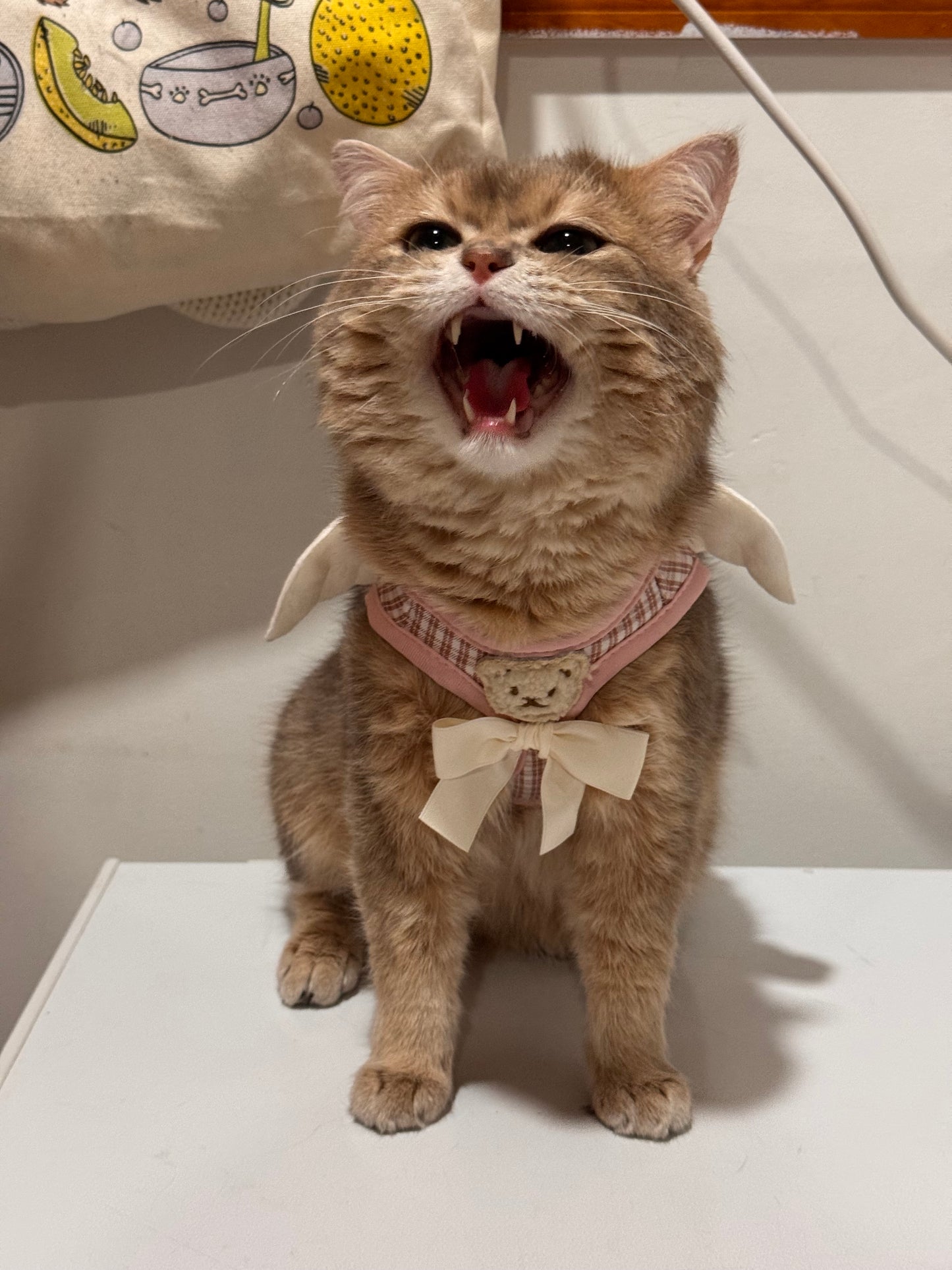 Cat & Small Dog Harness