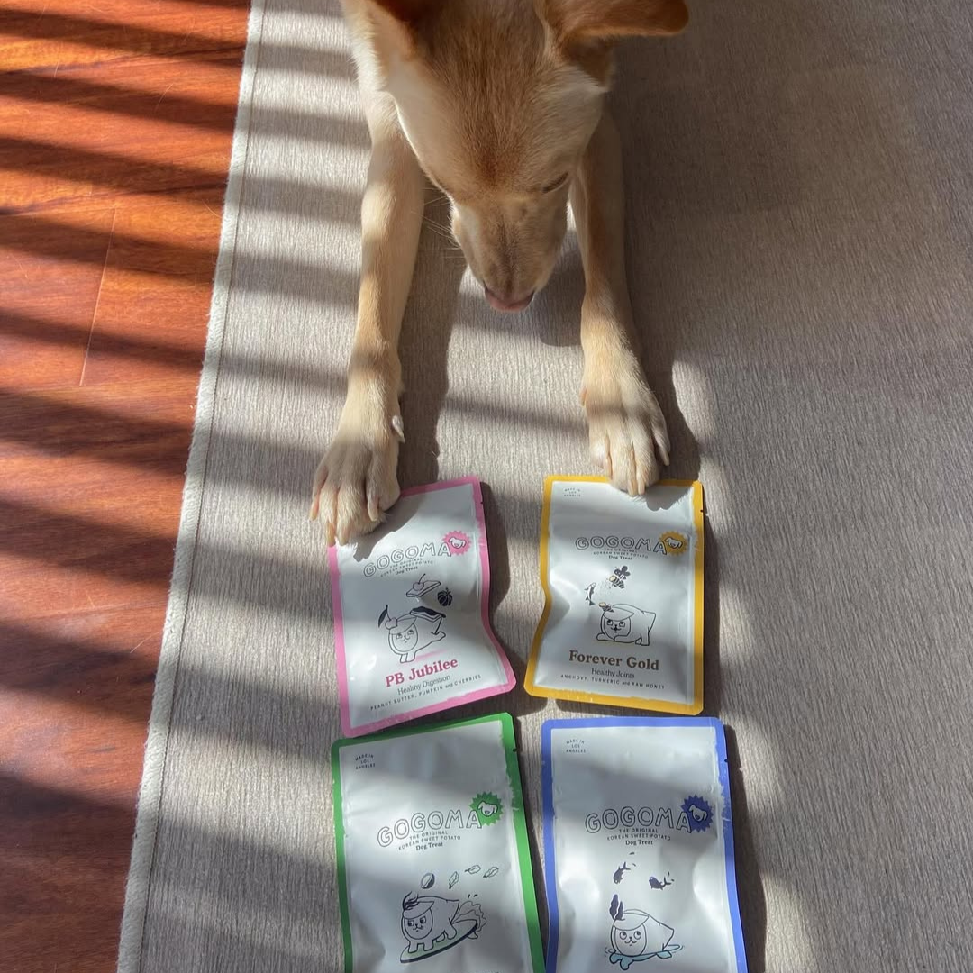 Turmeric + Anchovy Whole Food Dog Treat for Mobility