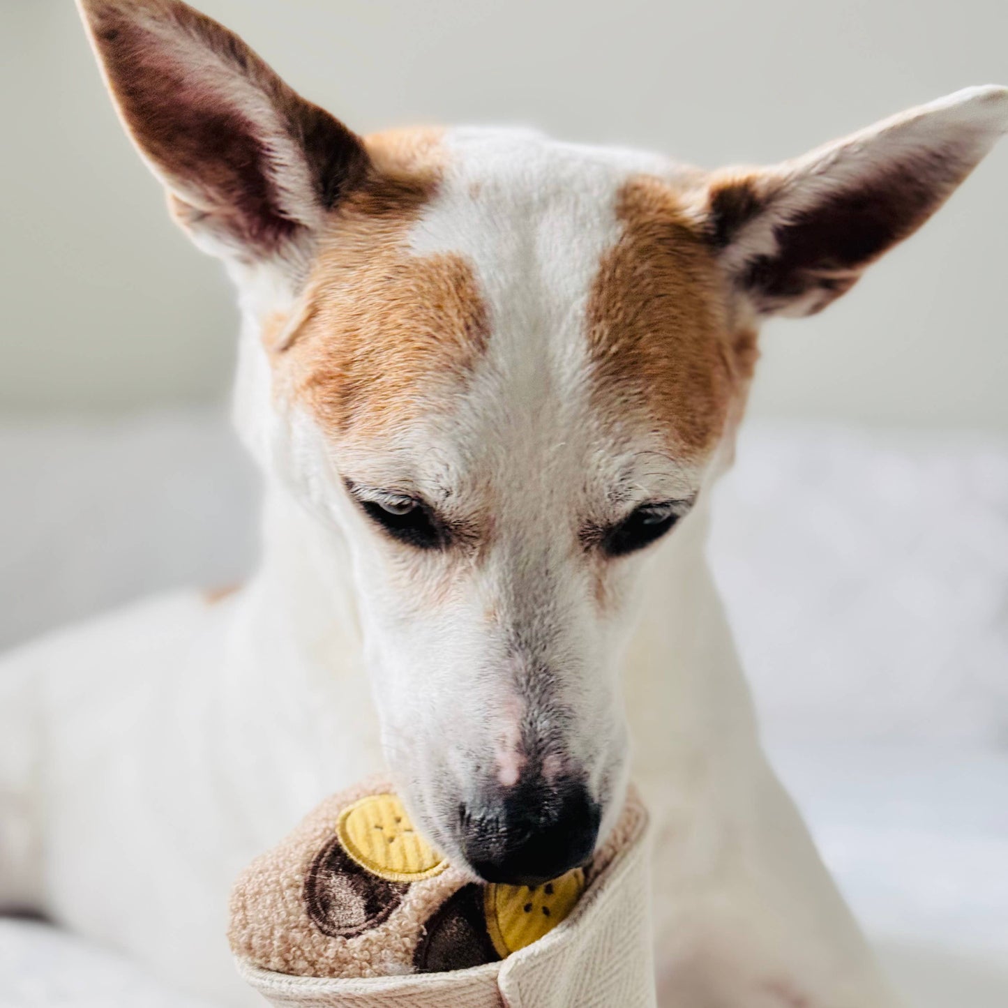 CREPE // ENRICHMENT DOG TOY // SNUFFLE TOY