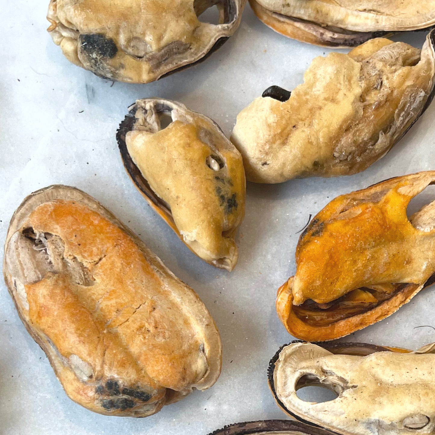 Gourmate Organic Green Lipped Mussels | 100% Mussel Treat