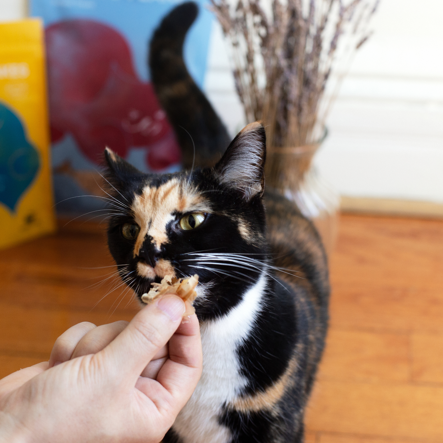 Umami Treats: Bonito Flakes for Cats and Dogs 1oz bag