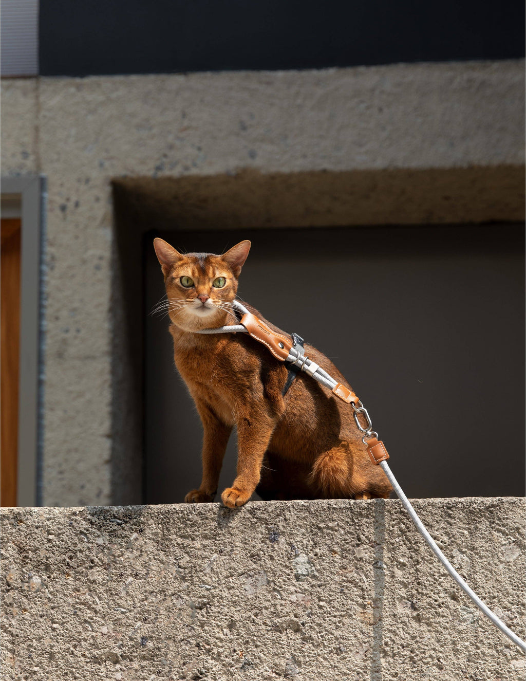 Escape Proof H-Shape Cat Harness and Leash Set Adjustable Ultra Lightweight Rope Walking Harness for Cats up to 17 lbs