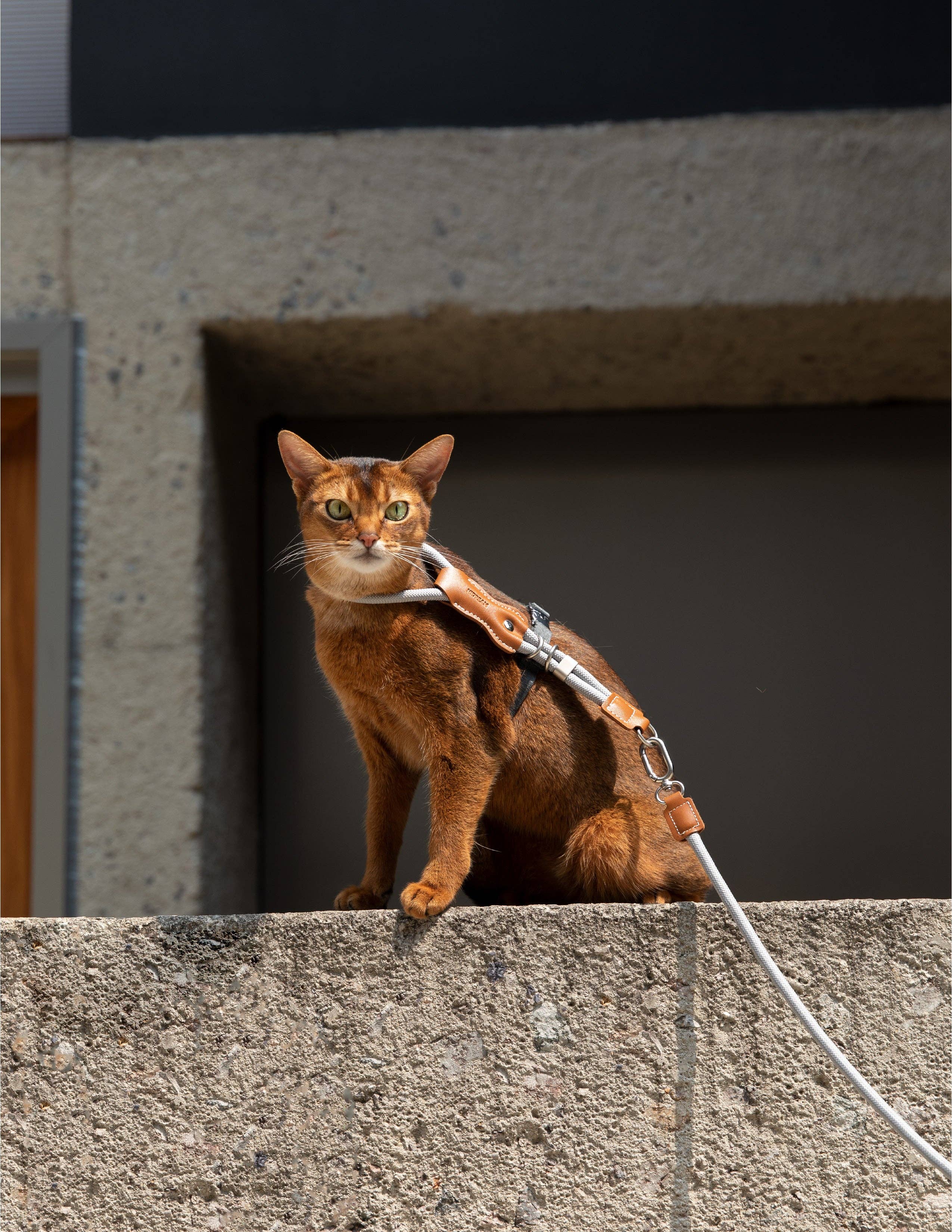 Escape Proof H-Shape Cat Harness and Leash Set Adjustable Ultra Lightweight Rope Walking Harness for Cats up to 17 lbs