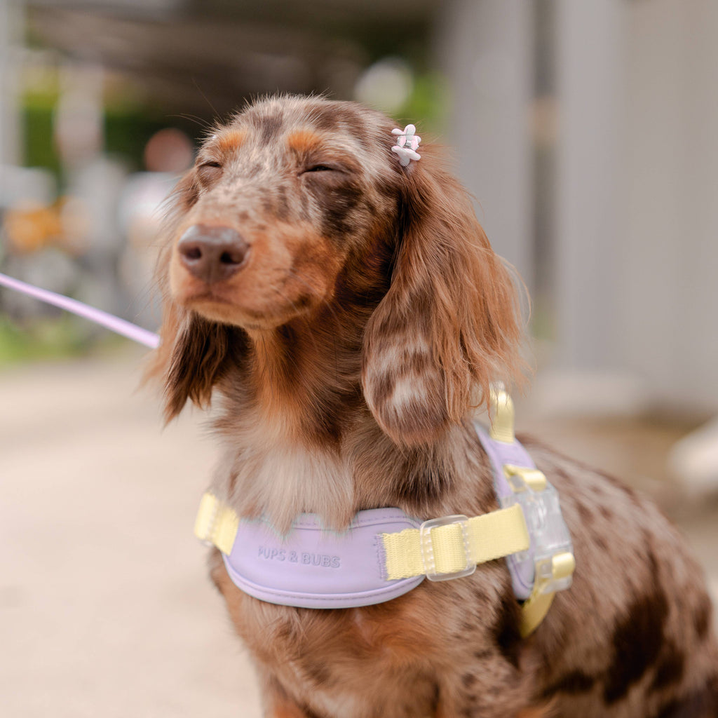 Jelly Harness | Unique Ultra Comfort Fabric