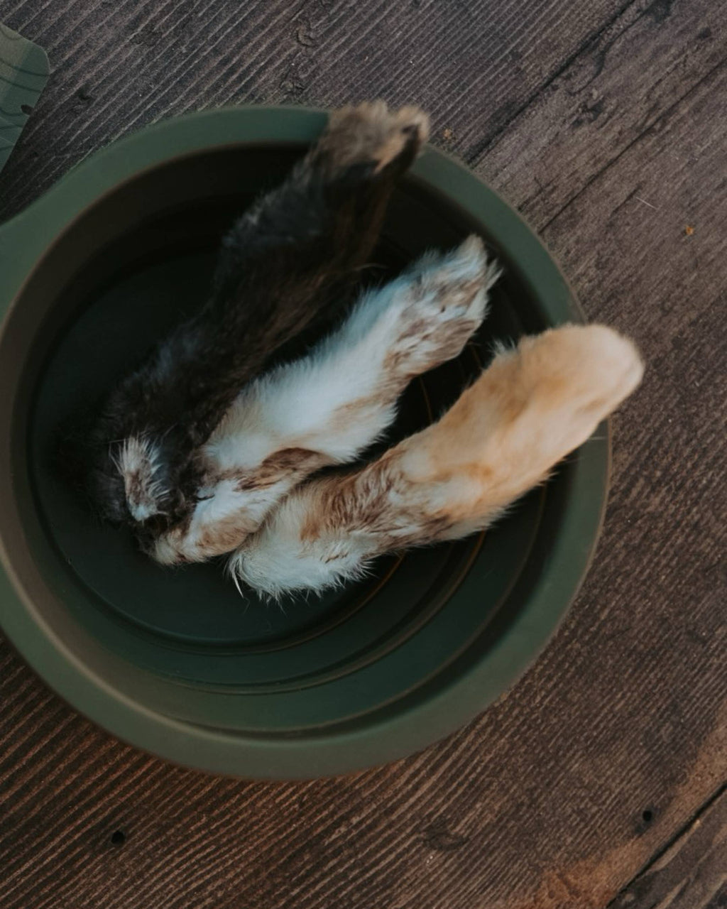 Dehydrated Wild Rabbit Feet | 5 Count