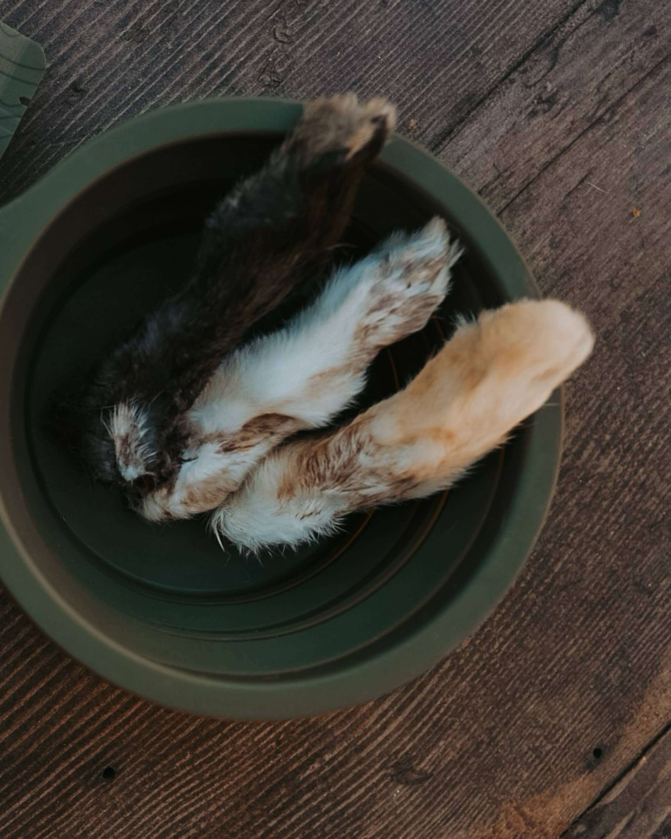 Dehydrated Wild Rabbit Feet | 5 Count