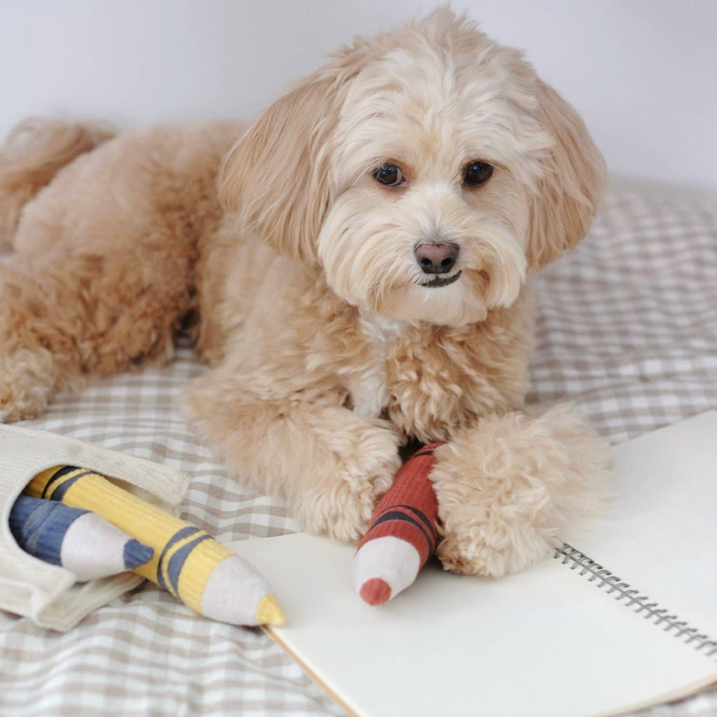 CRAYONS // ENRICHMENT DOG TOY // Squeaky + Snuffle Set