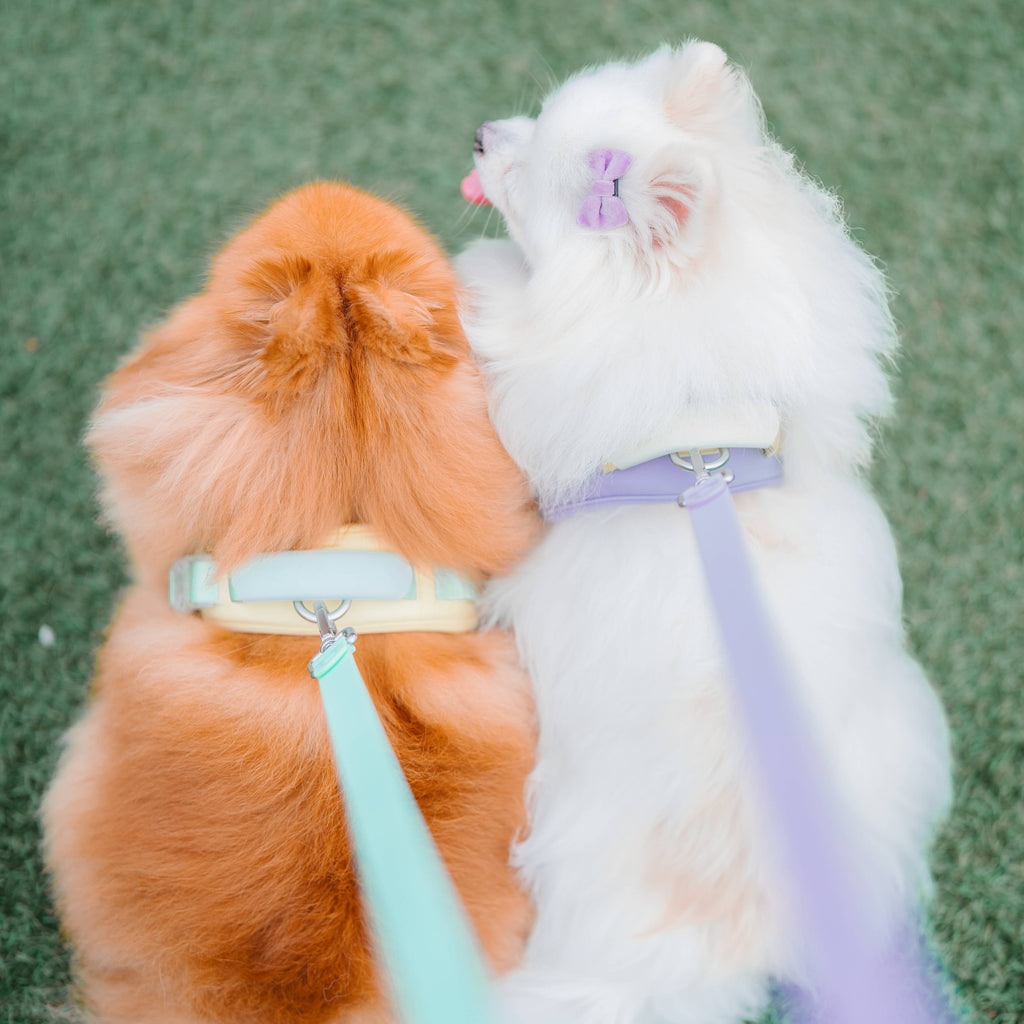 Roam Leash LITE | Matched To Jelly Harness