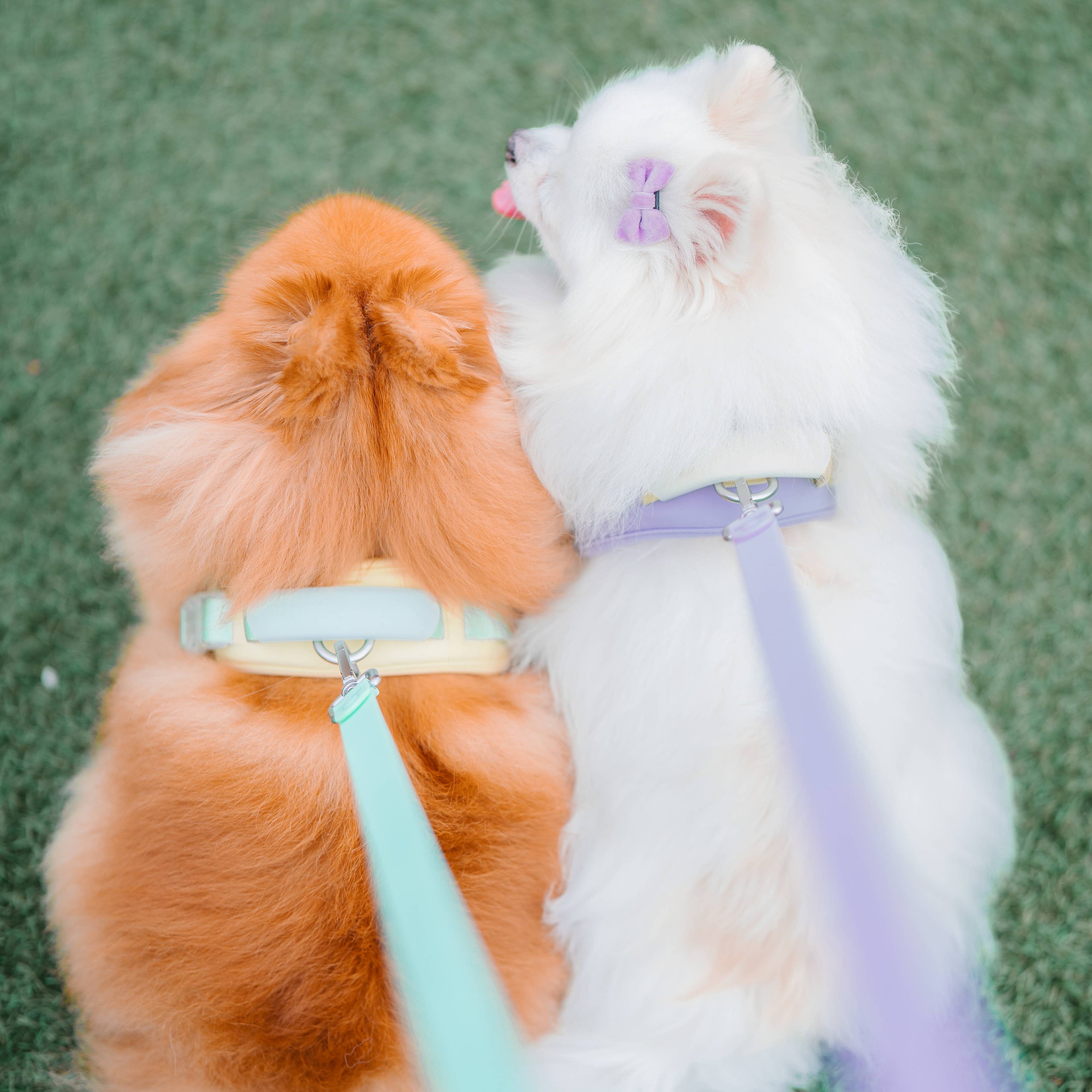 Roam Leash LITE | Matched To Jelly Harness