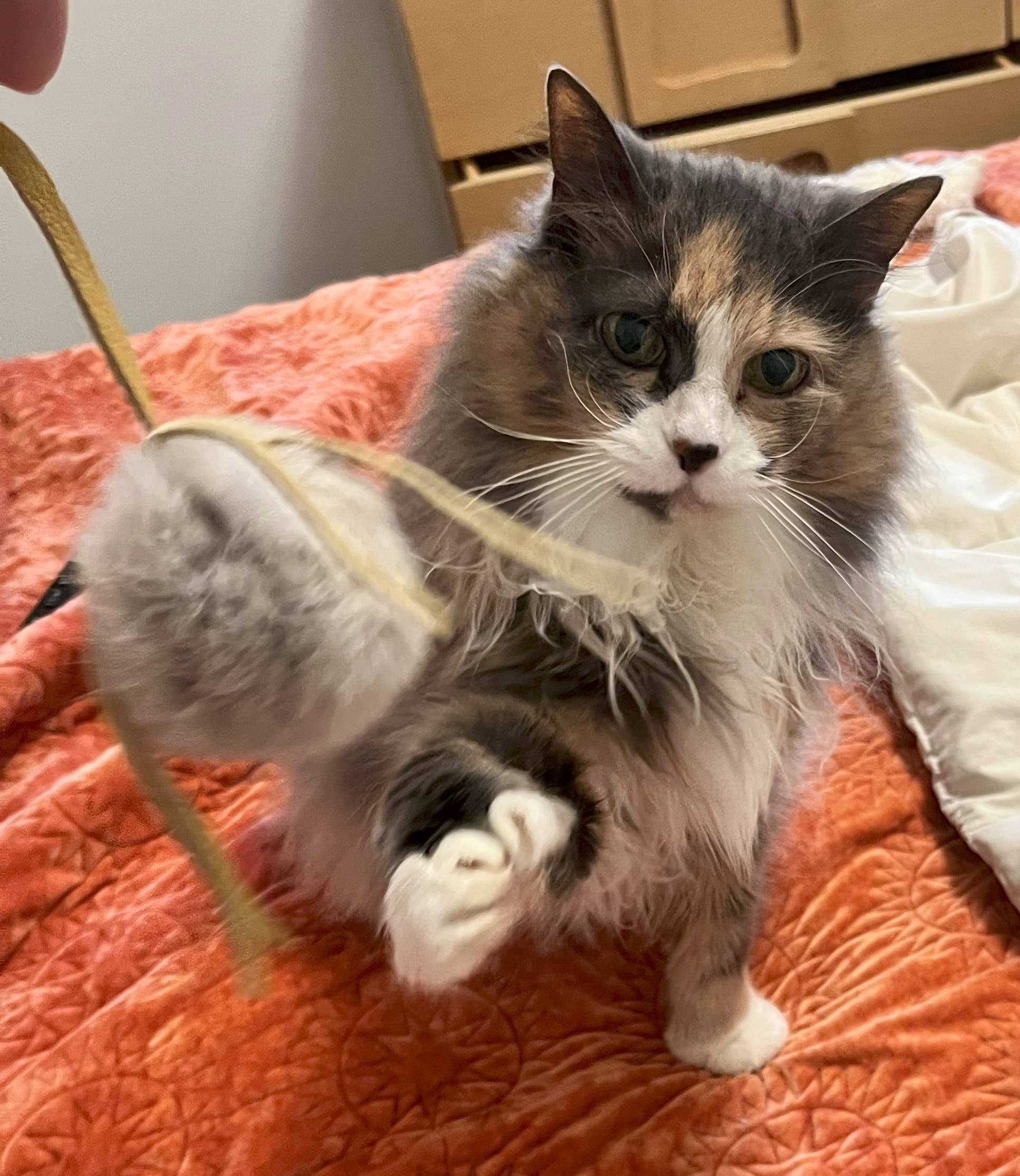 Fur-Fuffle Cat Toy (FF-086)