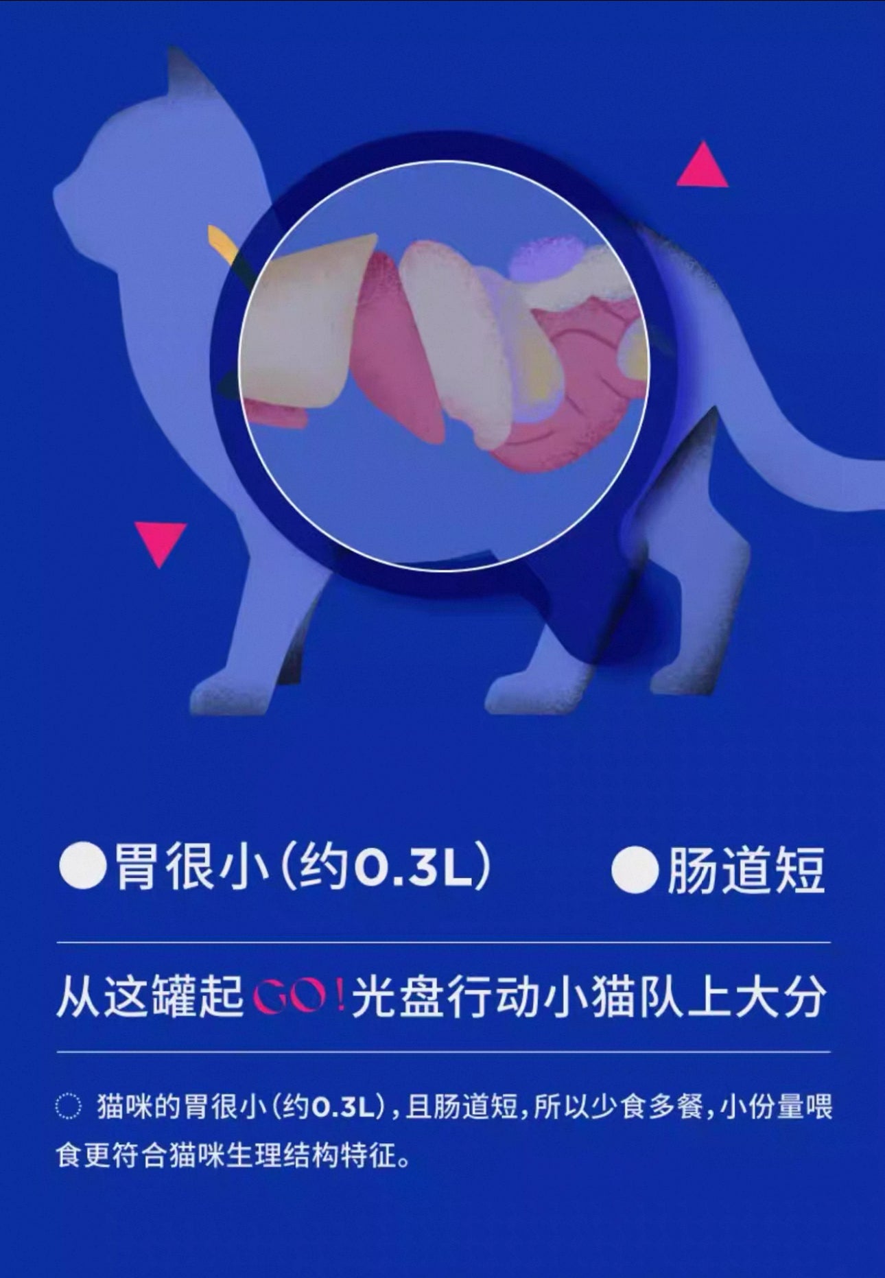 Legend Sandy Complete Cat Food Cute Series 🐱