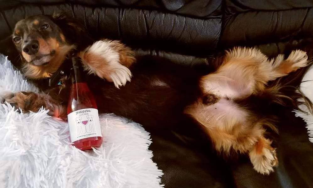 PetWineShop DogWine Zinfantail Liquid Supplement