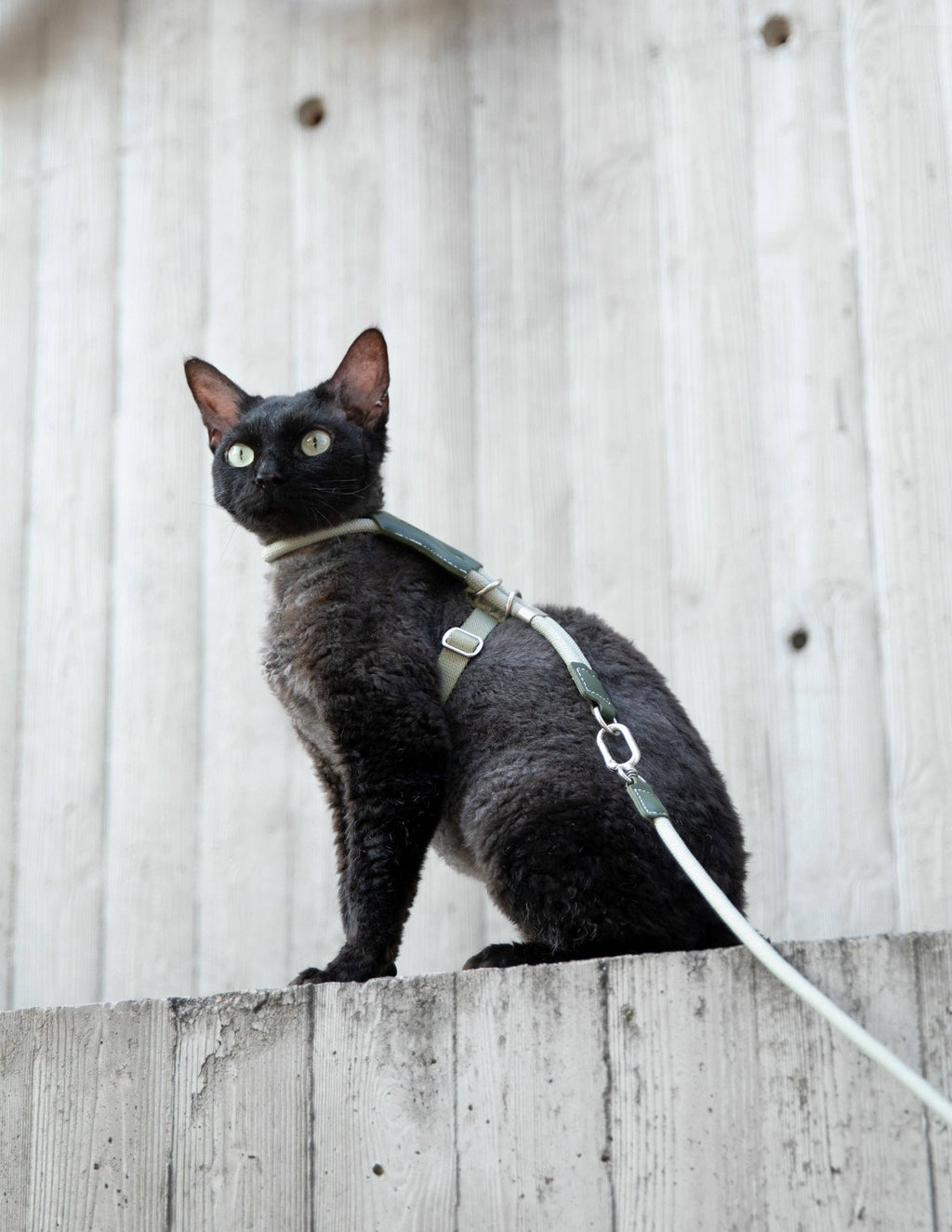 Escape Proof H-Shape Cat Harness and Leash Set Adjustable Ultra Lightweight Rope Walking Harness for Cats up to 17 lbs