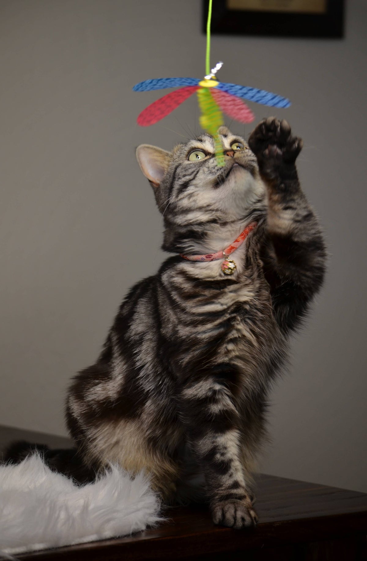 Crinkly Critters Fancy Flutterfly Cat Wand