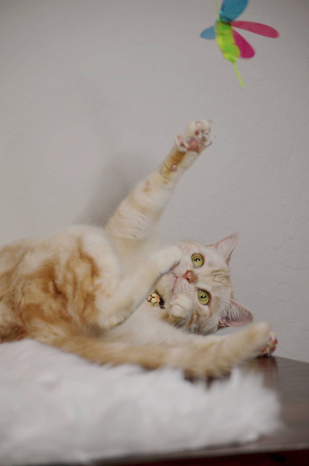 Crinkly Critters Fancy Flutterfly Cat Wand