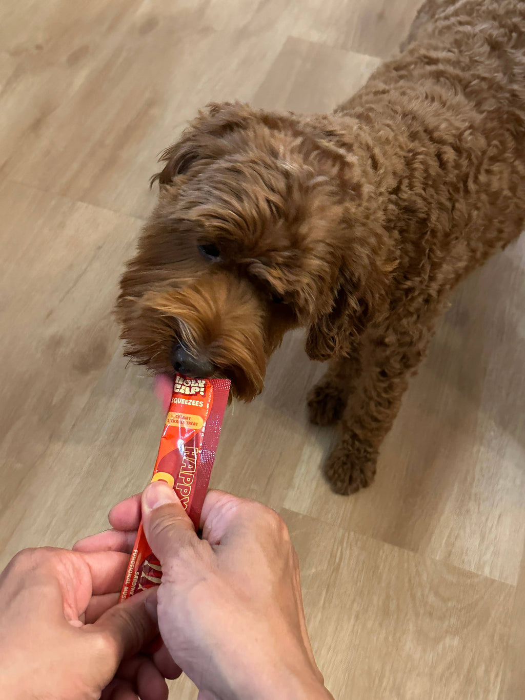 HOLY CAP Squeezees (DOG) Happy Gut Lickable Treats, 5pc