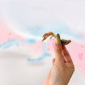 Tiny Talons