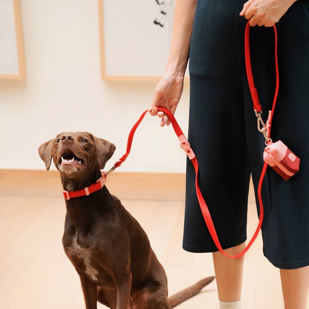 The Fritz Dog Collar 