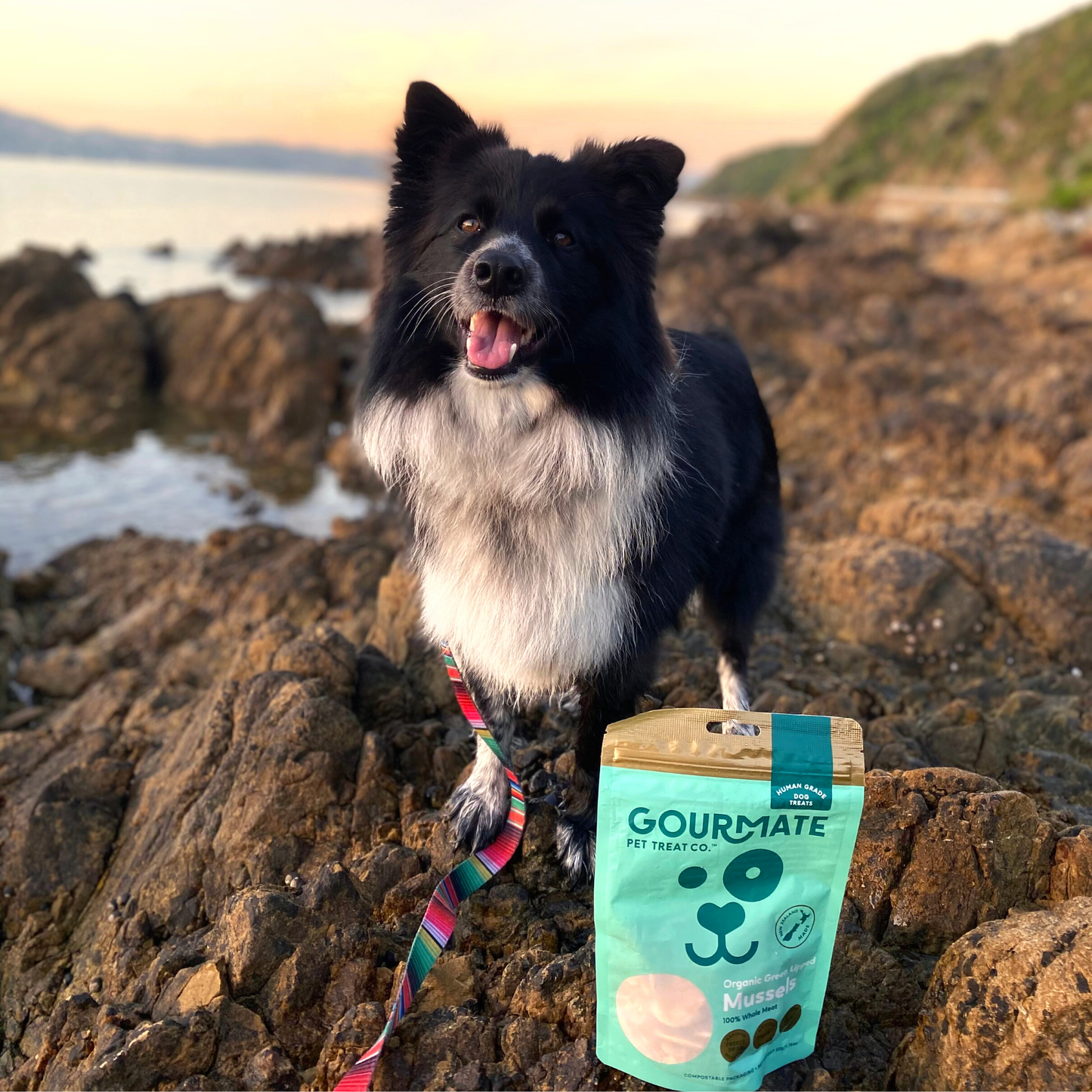 Gourmate Organic Green Lipped Mussels | 100% Mussel Treat