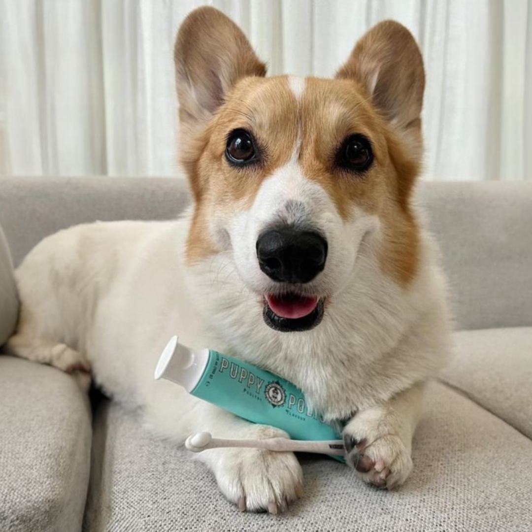 Puppy Polish Toothpaste - Filet Mignon (Beef)
