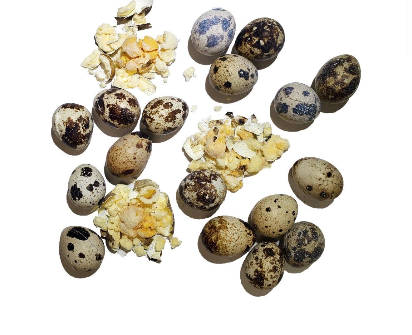 Savage Cat Freeze Dried Quail Egg Topper