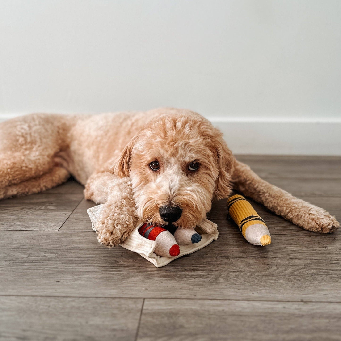 CRAYONS // ENRICHMENT DOG TOY // Squeaky + Snuffle Set