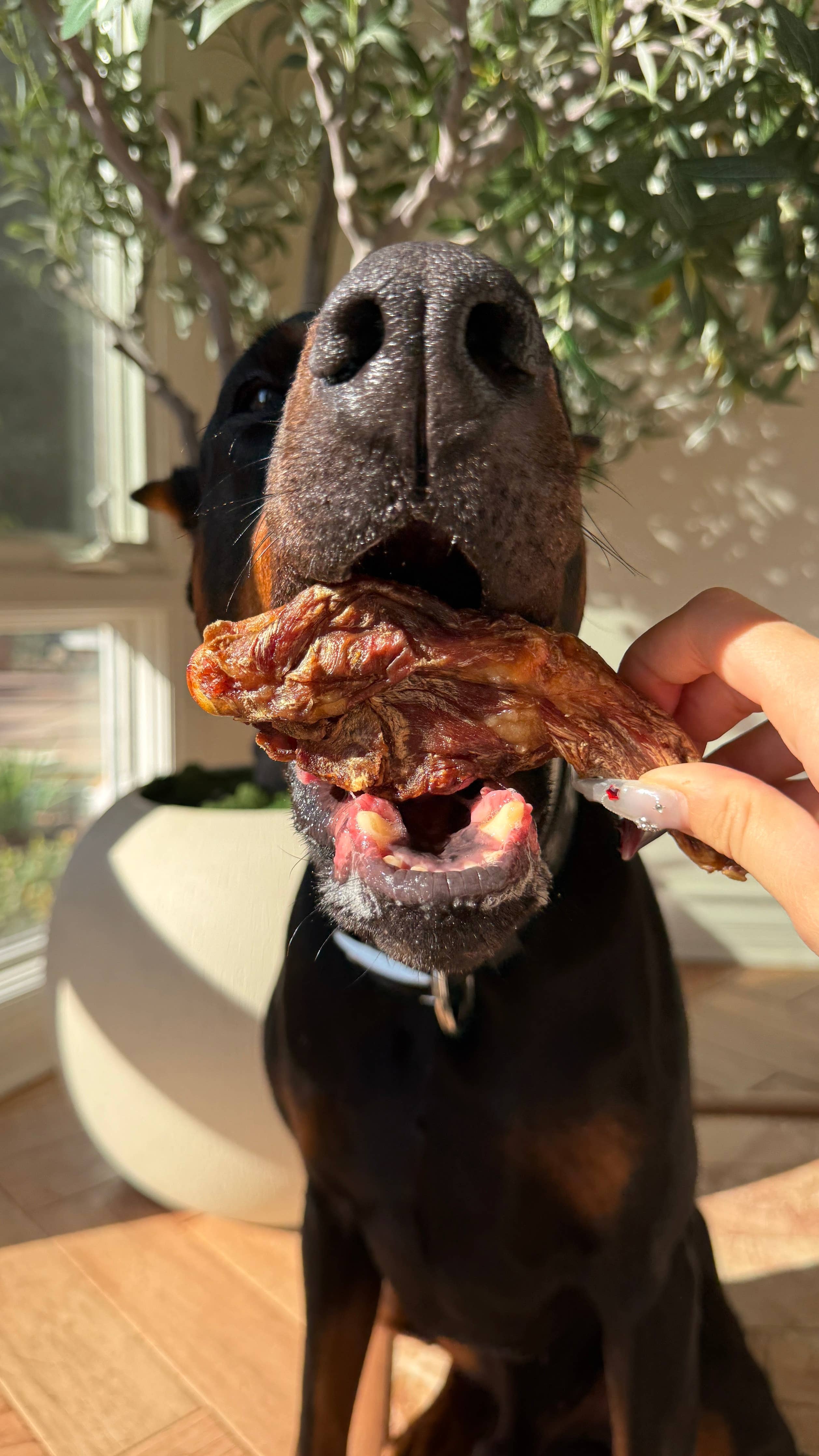 Gator Chews