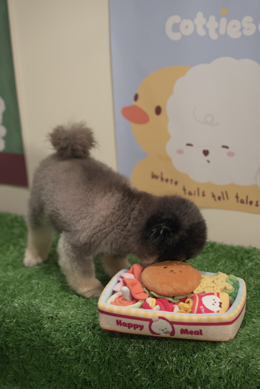 Cotties & Co Burger Box Snuffle Toy