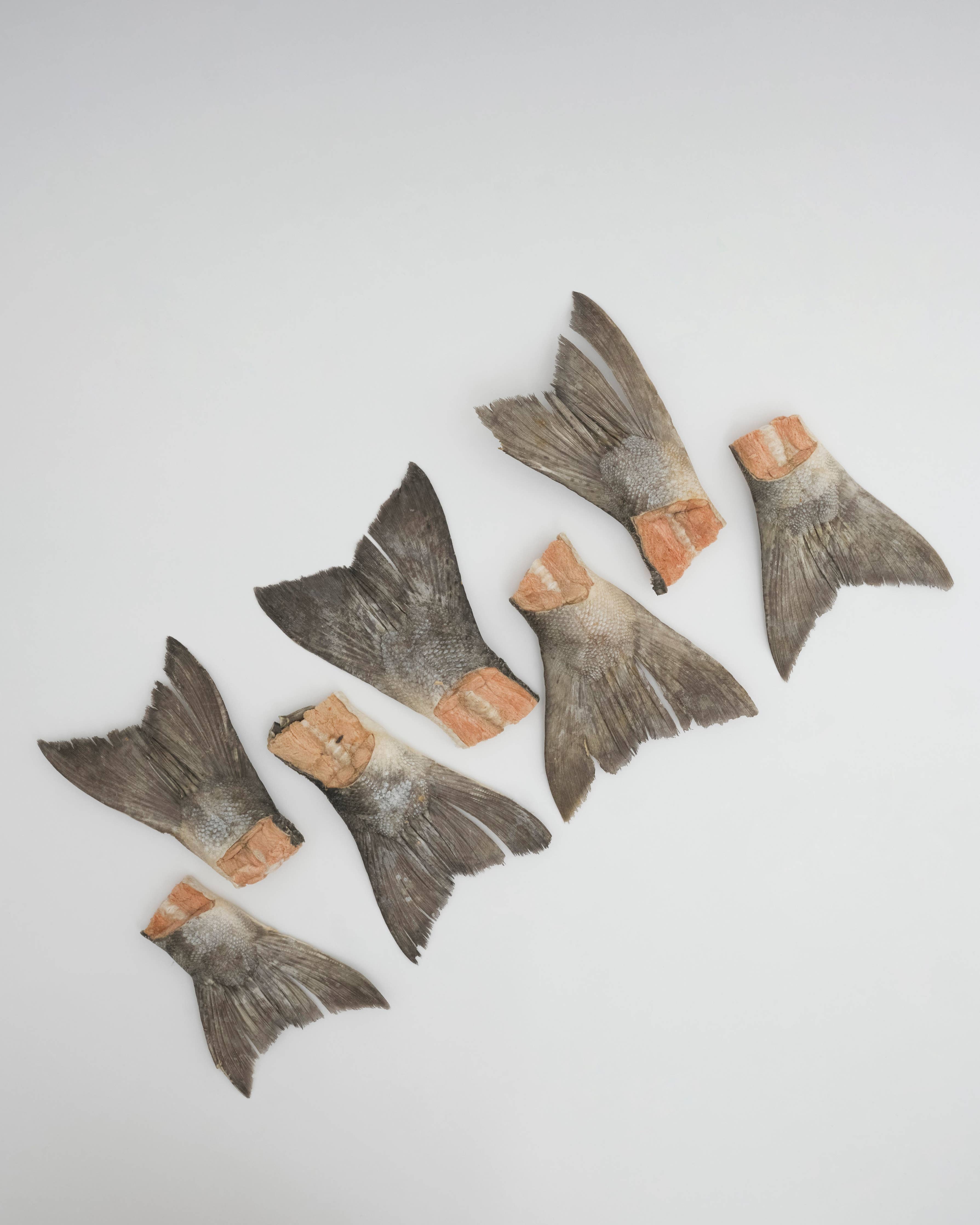 Wild Salmon Tails