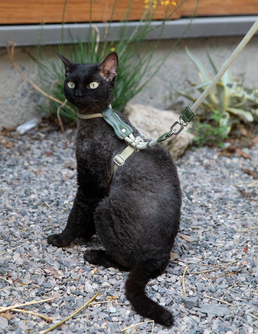 Escape Proof H-Shape Cat Harness and Leash Set Adjustable Ultra Lightweight Rope Walking Harness for Cats up to 17 lbs