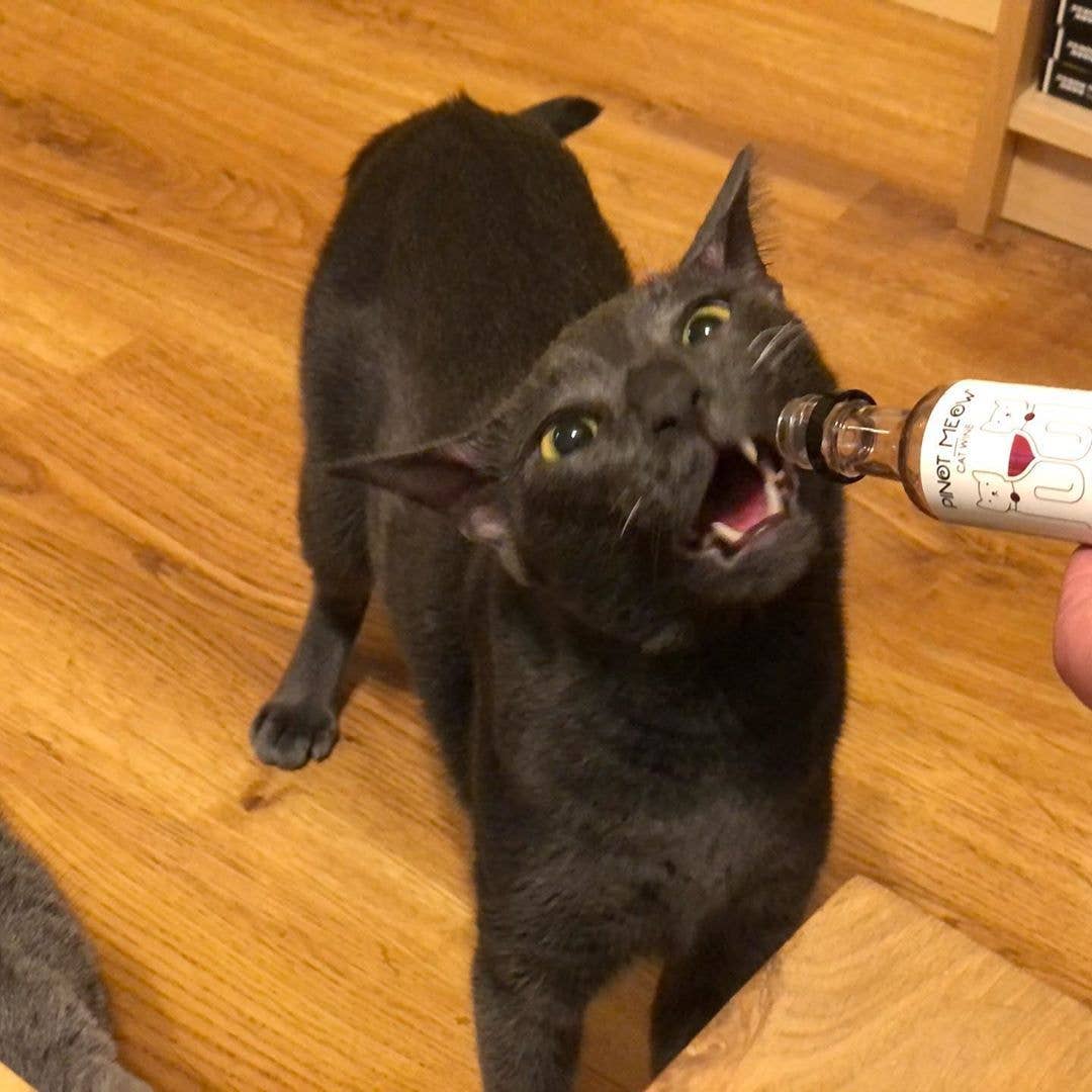 PetWineShop Cat Wine Pinot Meow Liquid Catnip For Cats