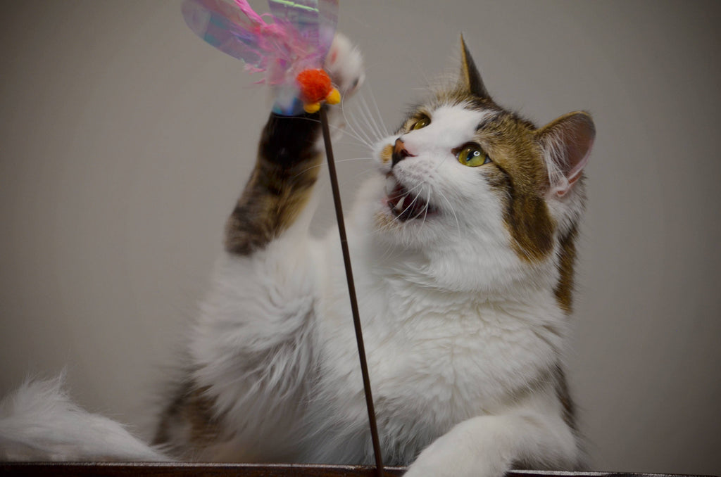 Crinkly Critters Fluttery Fish Cat Wand