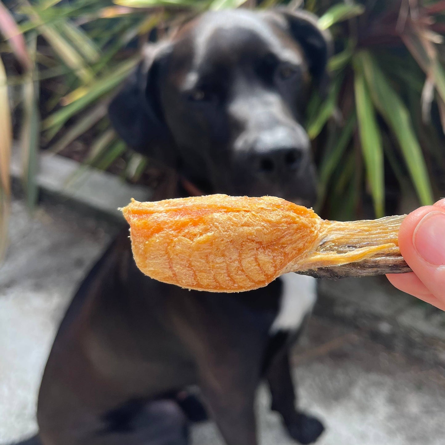 Gourmate Alpine Freshwater Salmon Fin | 100% Salmon Treat