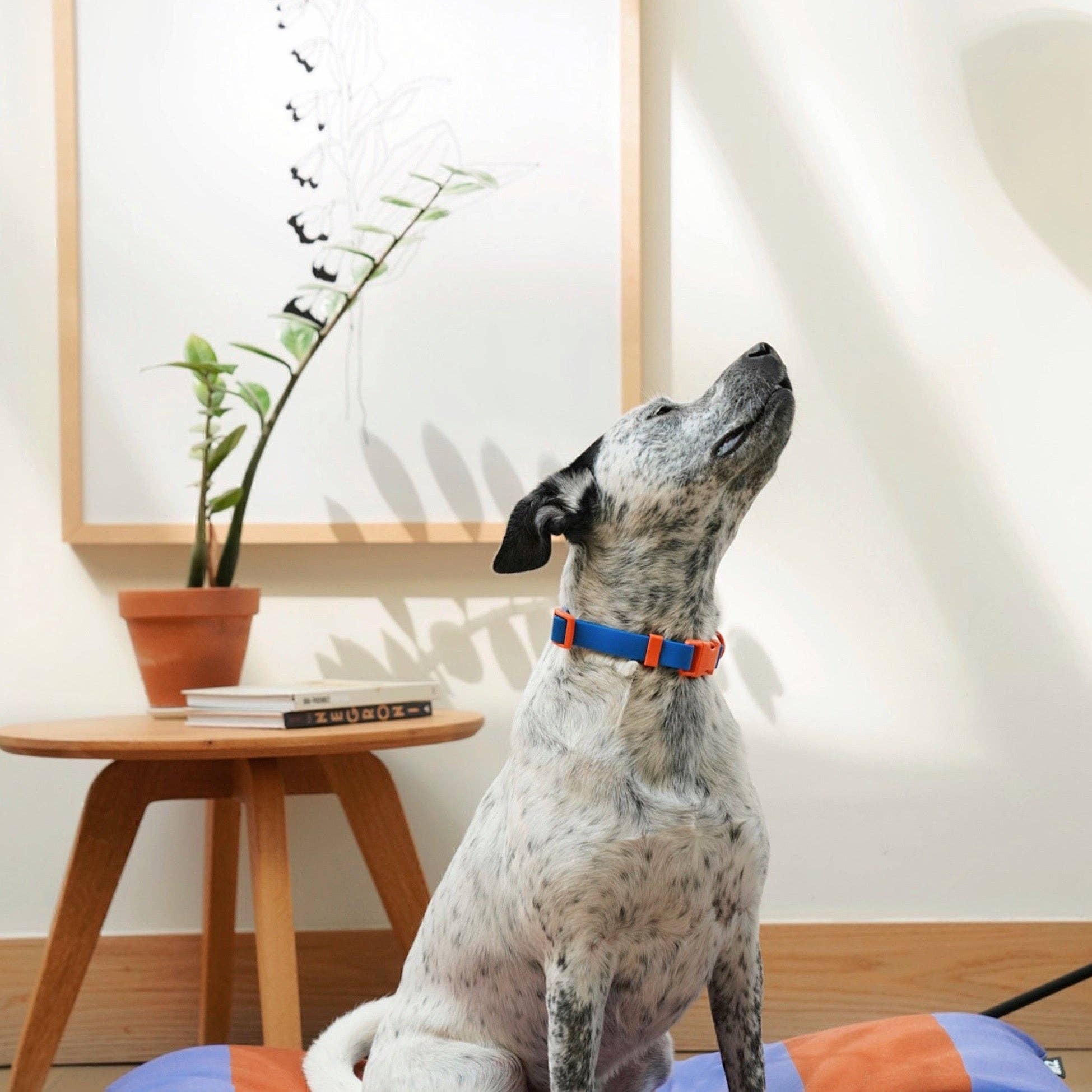 The Fritz Dog Collar 