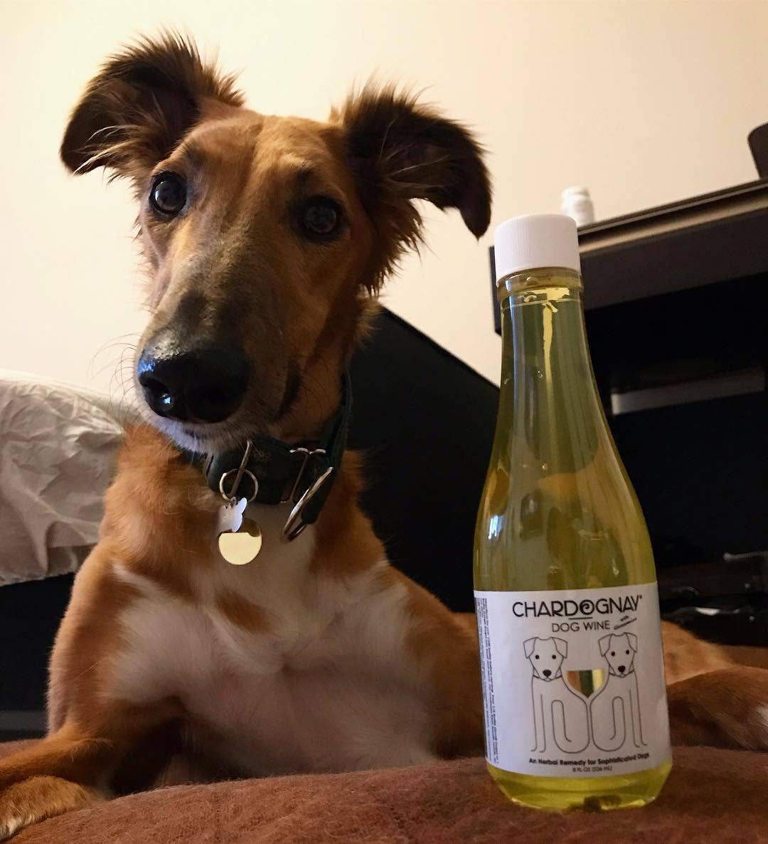 PetWineShop DogWine CharDOGnay Liquid Supplement