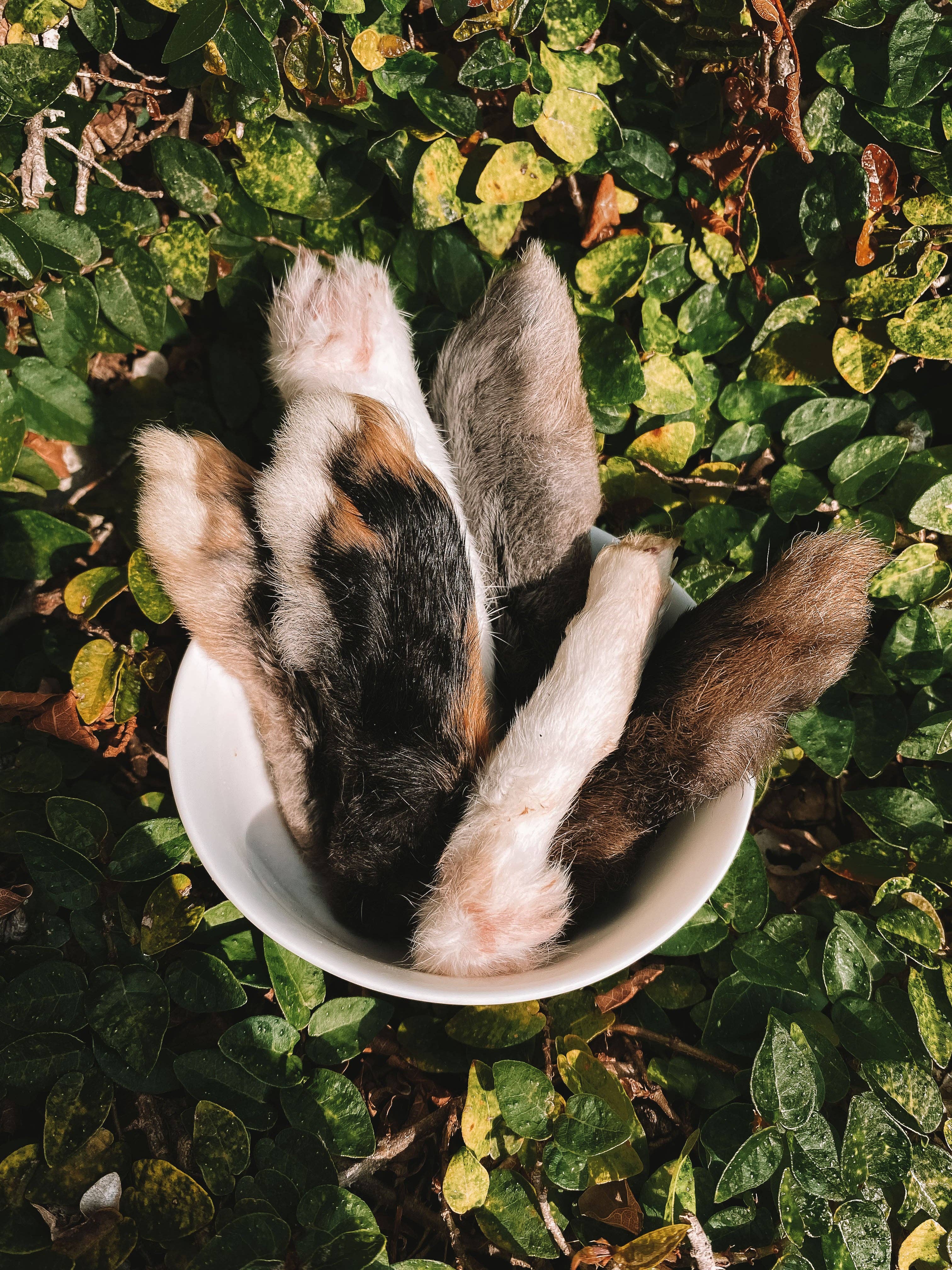 Dehydrated Rabbit Feet