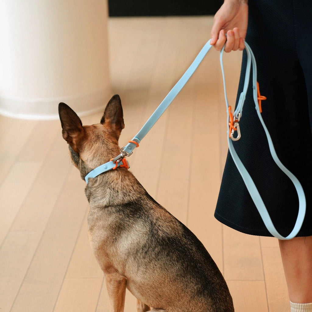 The Fritz Dog Collar 