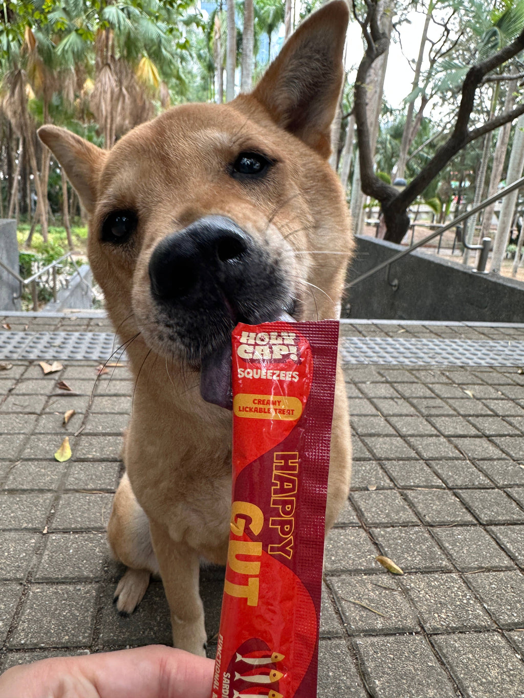 HOLY CAP Squeezees (DOG) Happy Gut Lickable Treats, 5pc